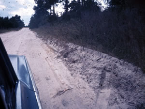 muddy road lined with trees